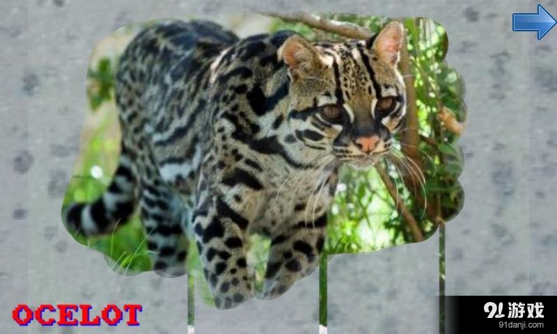 Animals Zoo for Toddlersv1.3.13截图3