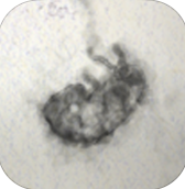 有印痕汉化版v1.6