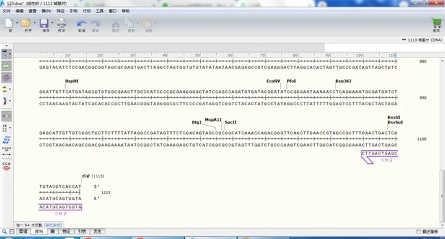 snapgene简单版中文版截图3