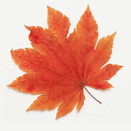 枫叶影视电脑版v1.4