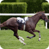 Derby Horse Questv1.8