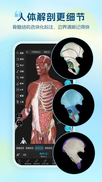 维萨里3D解剖免费正版v6.9.5截图3