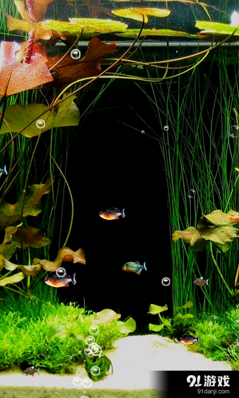 鱼缸里的鱼v2.12截图2