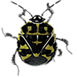 勇敢的甲虫v0.6.7