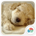 睡觉的狗狗：梦象动态壁纸v1.5.7