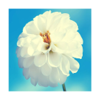 高清摄影背景v9.7