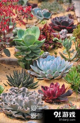 多肉植物v2.7.6截图2