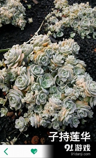 多肉植物v2.7.6截图4