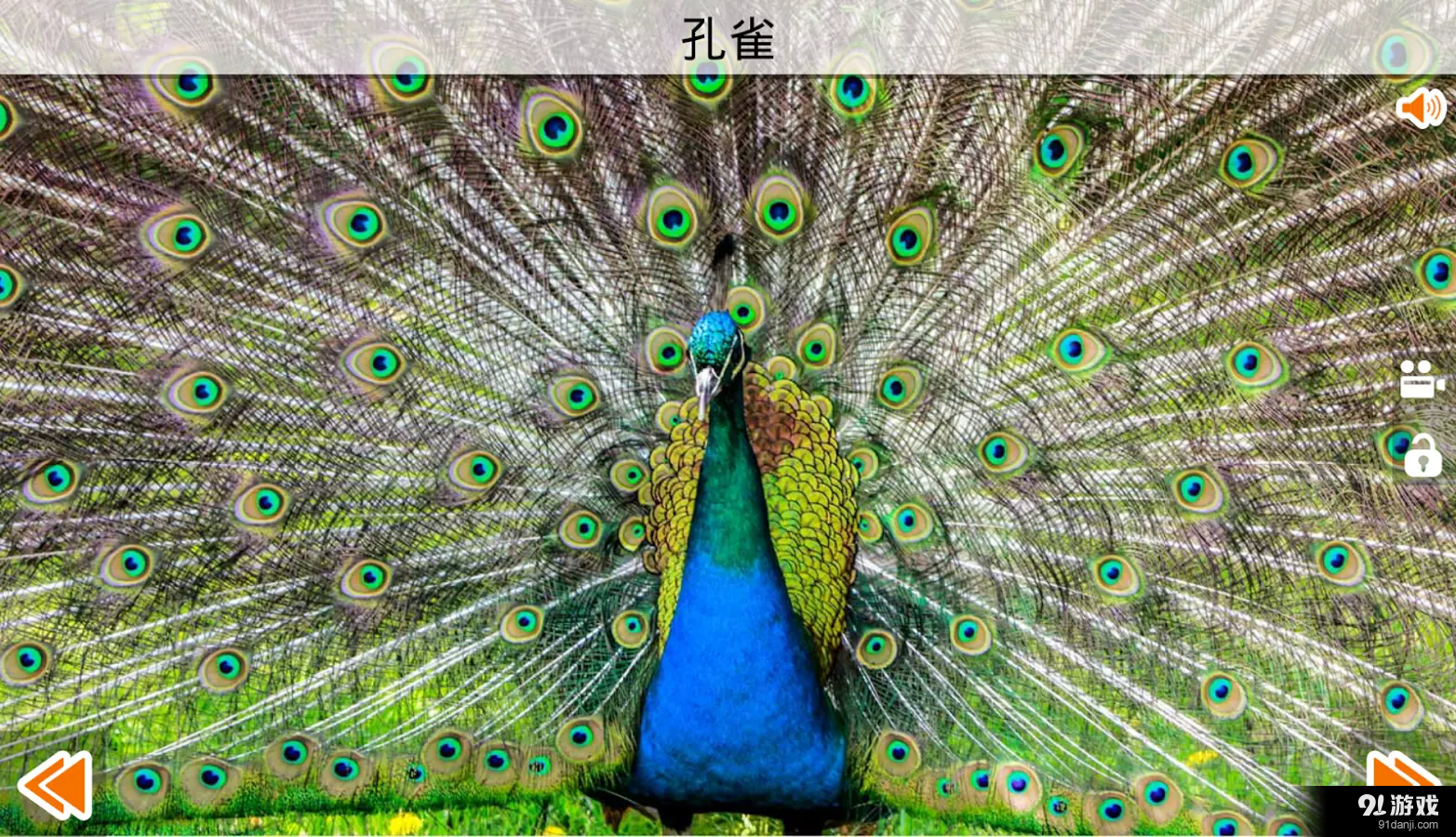 动物的叫声v4.9截图4