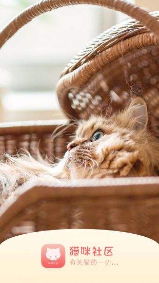 猫咪社区官网版v1.0.30截图1
