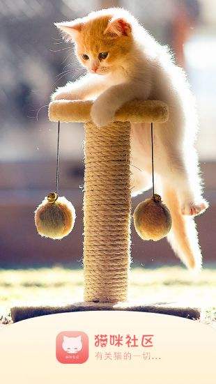 猫咪社区官网版v1.0.30截图2