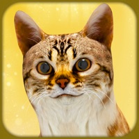 怀孕的猫和可爱的小猫免费版v1.0.5