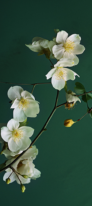 小米澎湃OS主题软件v1.5.0截图1