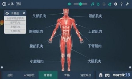 人体解剖3D模型v2.13截图4