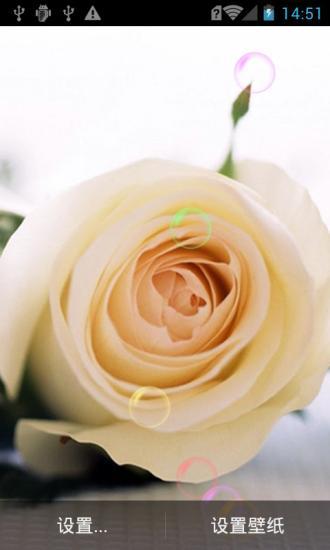 恋玫瑰花动态壁纸v1.6截图4