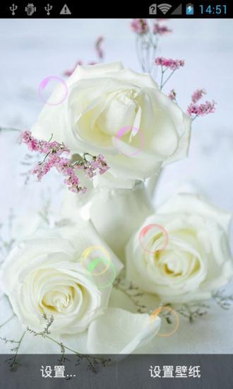 恋玫瑰花动态壁纸v1.6截图2