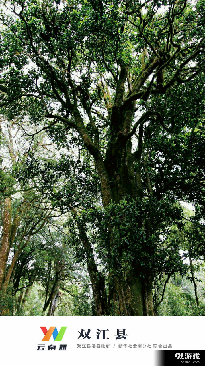 云南通.双江县v1.3.25截图1