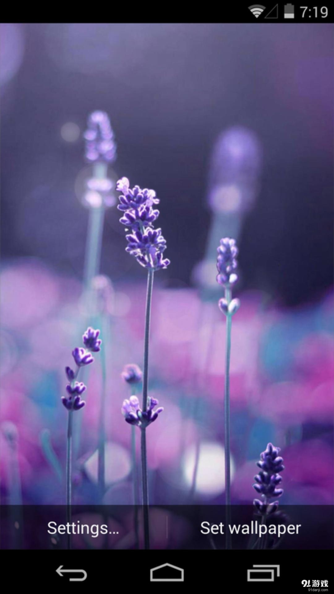 恋恋薰衣草：梦象动态壁纸v1.5.12截图1