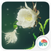 昙花一现v1.6.11
