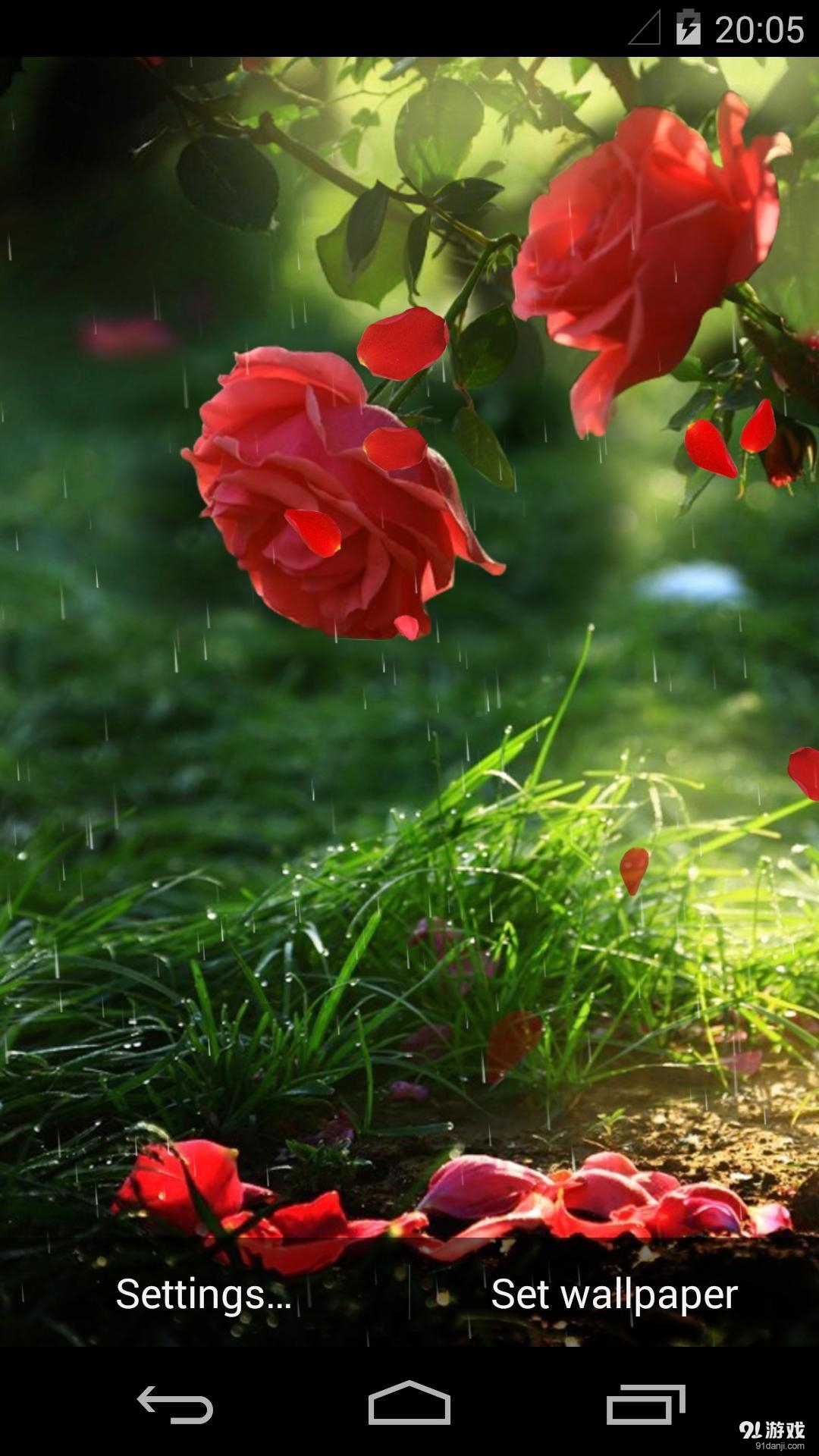 雨中玫瑰v1.6.15截图4