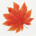 枫叶影视app1.4