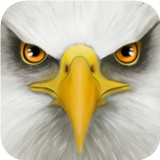 终极雄鹰模拟v1.9