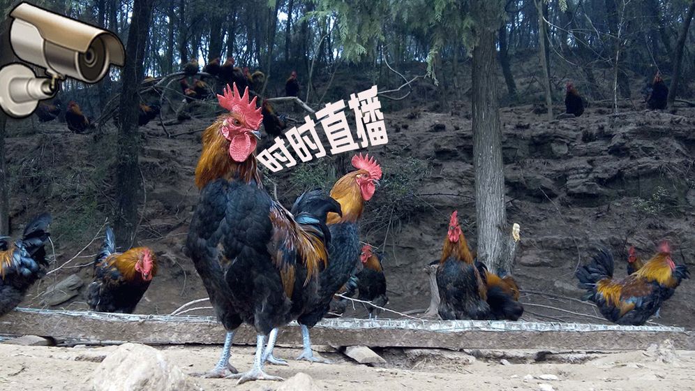 全家吃鸡v1.3.1.5截图4