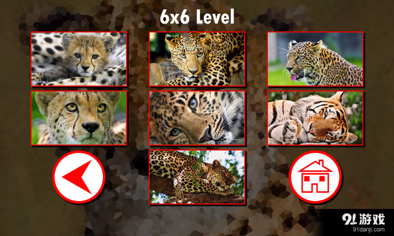大型猫科动物拼图v1.7.5截图2
