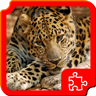 大型猫科动物拼图v1.7.5