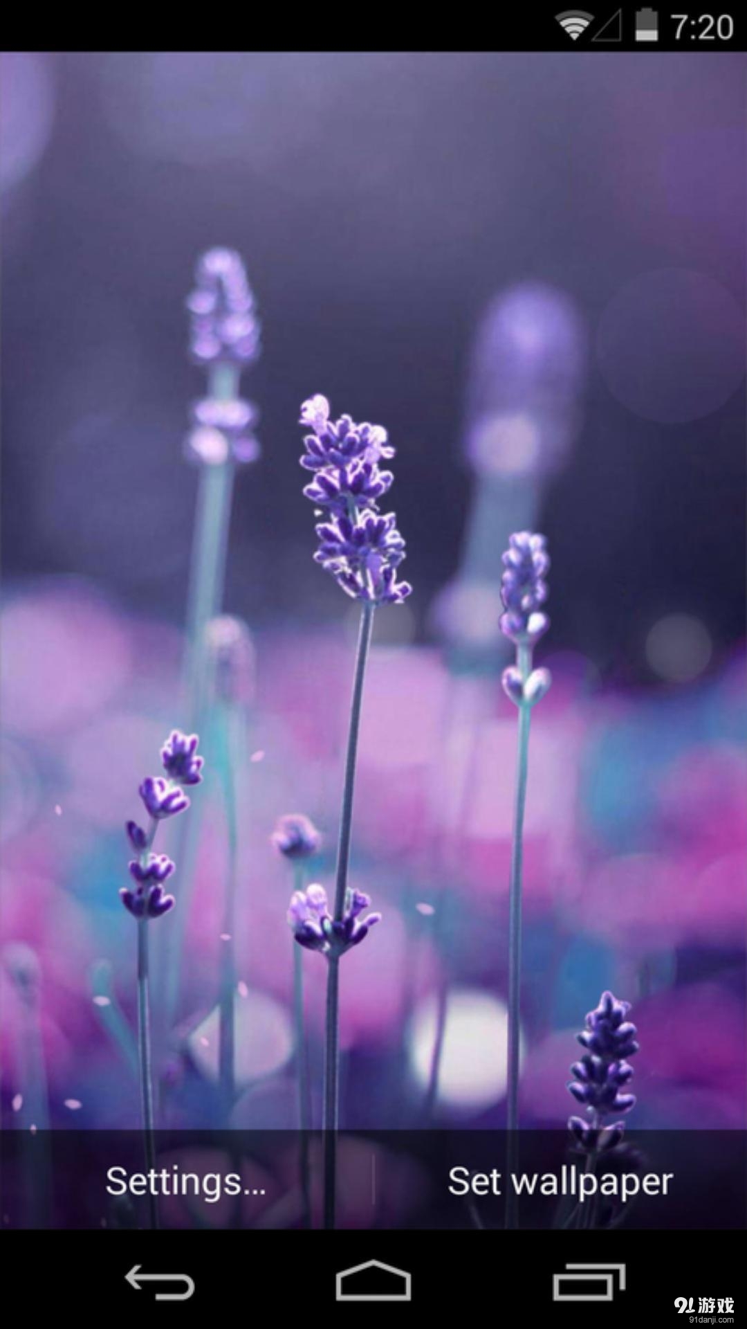 恋恋薰衣草v1.5.17截图2