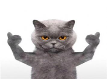 抖音三只猫咪点头gif动图v2.8截图2