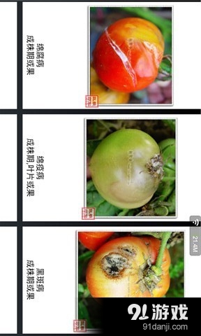 番茄病虫害v2.11截图1