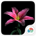 3D百合花：梦象动态壁纸v1.7.9