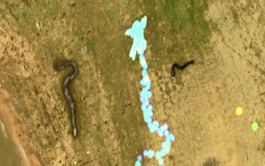 真人版贪吃蛇v1.8截图3