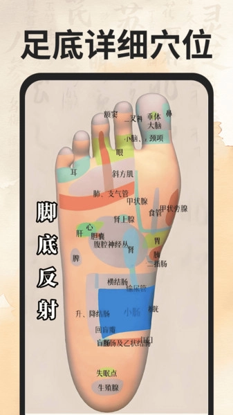 穴位经络图谱截图1