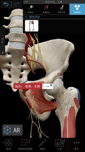 肌肉与运动机能学截图1