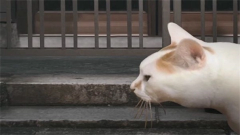 猫的一天怪奇谭截图1
