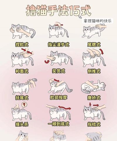 猫咪的游戏时间怎么玩，互动方式多样，增进感情有效