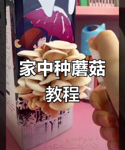 在家种蘑菇游戏攻略，新手入门指南，轻松收获乐趣