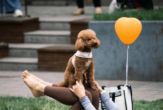 与狗狗玩什么游戏，增进感情，释放精力