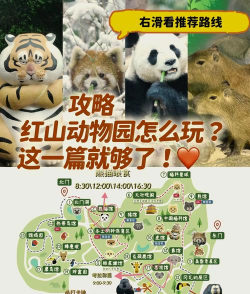 动物主题游戏攻略，新手入门指南，快速上手技巧